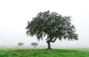 Image showing Wet Landscape With Lonely Tree in Morning Fog