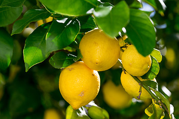 Image showing Bunch of Vibrant Ripe Lemons on Tree