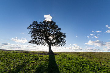 Image showing Beautiful Landscape with a Lonely Tree, sun backlit