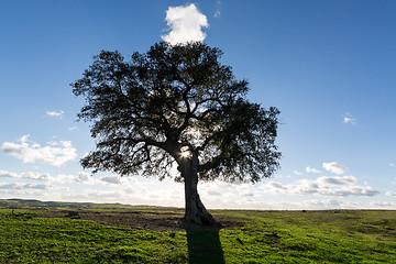 Image showing Beautiful Landscape with a Lonely Tree, sun backlit