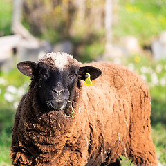 Image showing Brown Woolly Sheep