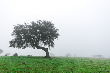 Image showing Wet Landscape With Lonely Tree in Morning Fog
