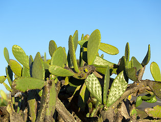 Image showing Chumbera Nopal Cactus Plant