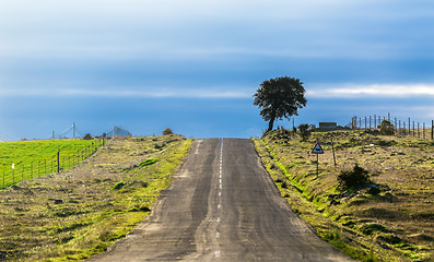 Image showing Long Country Road with Markings and Single Tree