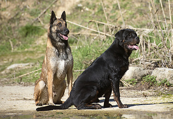 Image showing young rottweiler and malinois