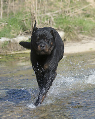 Image showing young rottweiler