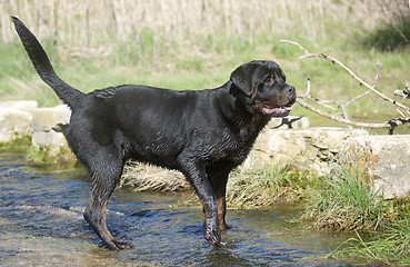 Image showing young rottweiler