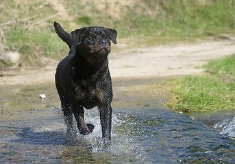 Image showing young rottweiler