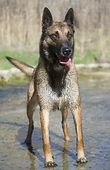 Image showing malinois in the river