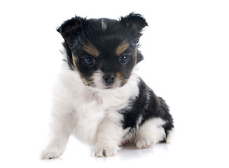 Image showing puppy chihuahua