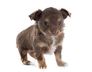 Image showing puppy chihuahua