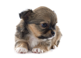 Image showing puppy chihuahua