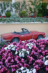 Image showing Red sports car among flowers