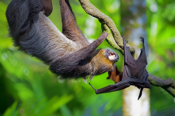 Image showing Two-toed Sloth and flying fox