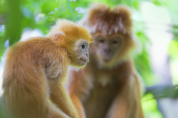 Image showing Maroone Leaf Monkeys