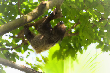 Image showing Two-toed Sloth