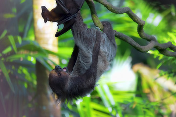 Image showing Two-toed Sloth and flying fox