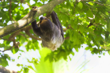 Image showing Two-toed Sloth