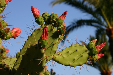 Image showing Cactus with spines and red flowers