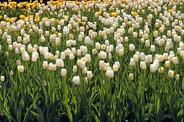 Image showing Tulips in full bloom