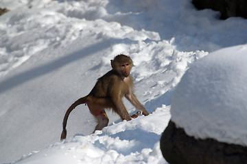 Image showing Monkeys