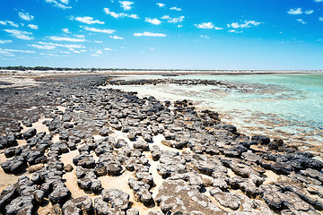 Image showing Stromatolites Australia
