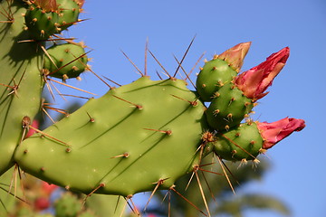 Image showing Cactus with spines and red flowers