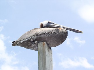 Image showing mr. pelican