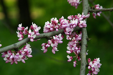 Image showing Fruit flowers