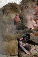 Image showing Monkeys