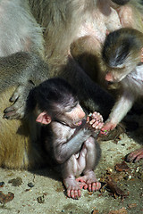 Image showing Monkeys