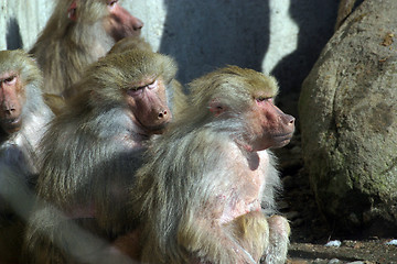 Image showing Monkeys