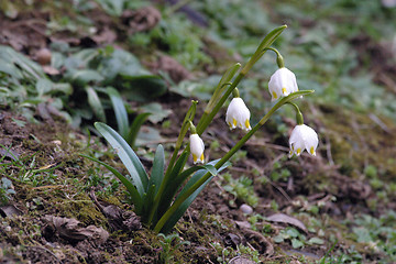 Image showing Snowdrop flowers