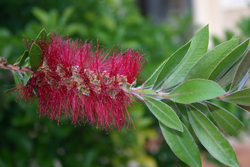 Image showing Exotic flower