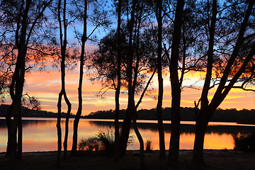 Image showing Sunrise reflections and Casuarina silhouettes at the Lagoon