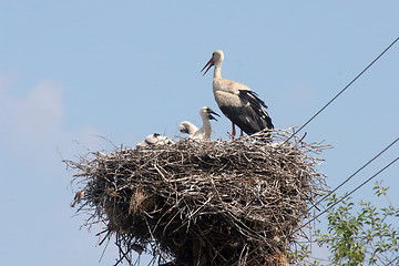 Image showing Stork in its nest 