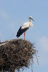 Image showing Stork in its nest 