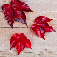 Image showing three red autumn leaves