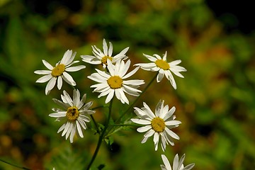 Image showing Flowers in spring