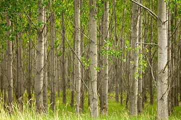 Image showing Forest