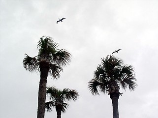 Image showing pelican's flight