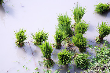 Image showing Rice seedlings for planting