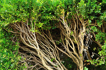 Image showing green fence detail 