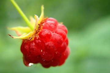 Image showing raspberry