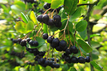 Image showing black rowanberries 