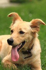 Image showing small labrador in the green grass