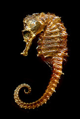 Image showing sea horse