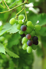 Image showing red and green grapes 