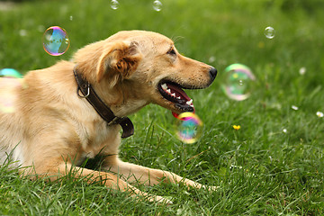 Image showing small labrador in the green grass