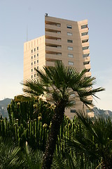 Image showing Building in Monaco with palm tree in front